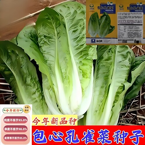 包心孔雀菜种子四季生菜种籽