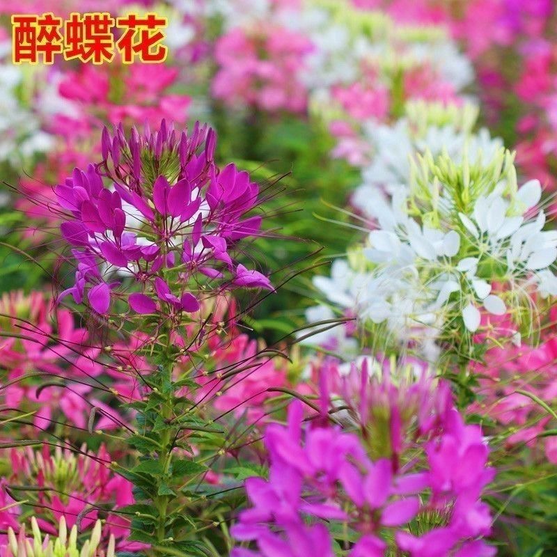 醉蝶花种子混色高杆花海花种籽四季可播种易活庭院蜜源植物花种子
