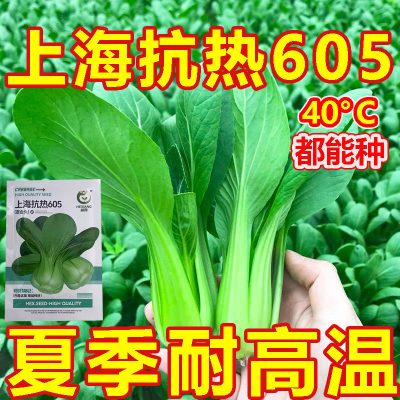 上海抗热605百合头种子上海青小油菜青菜四季农家庭院小白菜种子