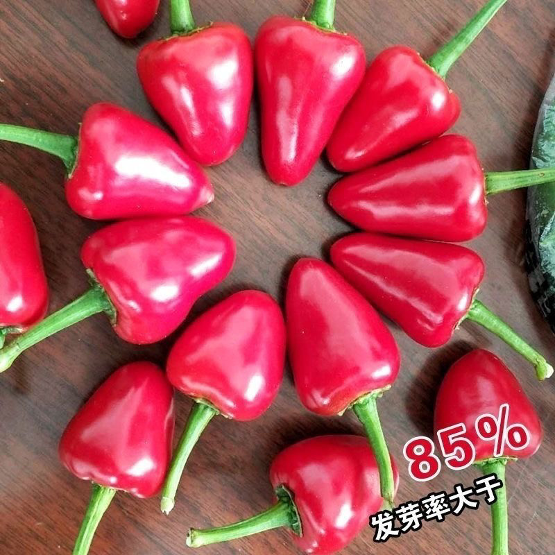 爽辣草莓椒种子高产小辣椒耐热盆栽甜椒菜种香辣浓辣四季春季秋季