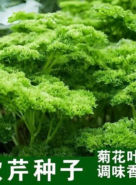 欧芹种子菊花叶调味香芹菜籽法芹香料欧芹盆栽可食用蔬菜种子大全