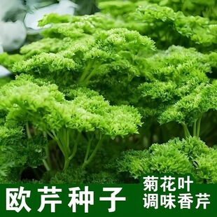 欧芹种子菊花叶调味香芹菜籽法芹香料欧芹盆栽可食用蔬菜种子大全