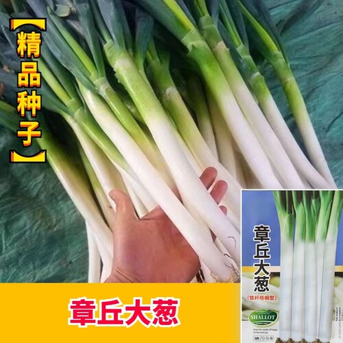 正宗章丘长白条大葱种子四季秋冬长白高产抗病耐寒耐热山东大葱种