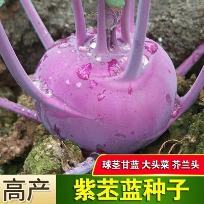 水果苤蓝种子紫苤兰球茎苤菜天津青苤蓝大头菜薄皮生吃脆嫩芥兰头
