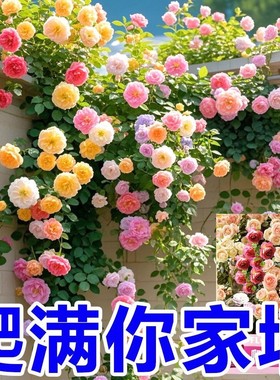 爬满墙蔷薇花种子蔷薇花籽重瓣庭院阳台盆栽爬满墙月季攀援植物