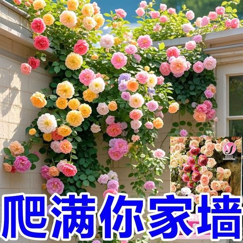 爬满墙蔷薇花种子重瓣