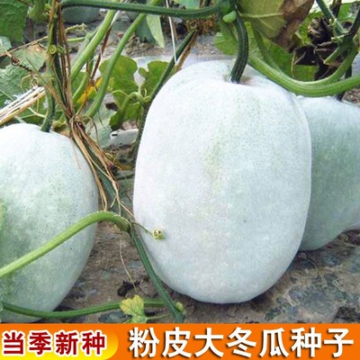 粉皮冬瓜种子高产型易种植蔬菜种籽好吃肉厚不空心菜园庭院种子