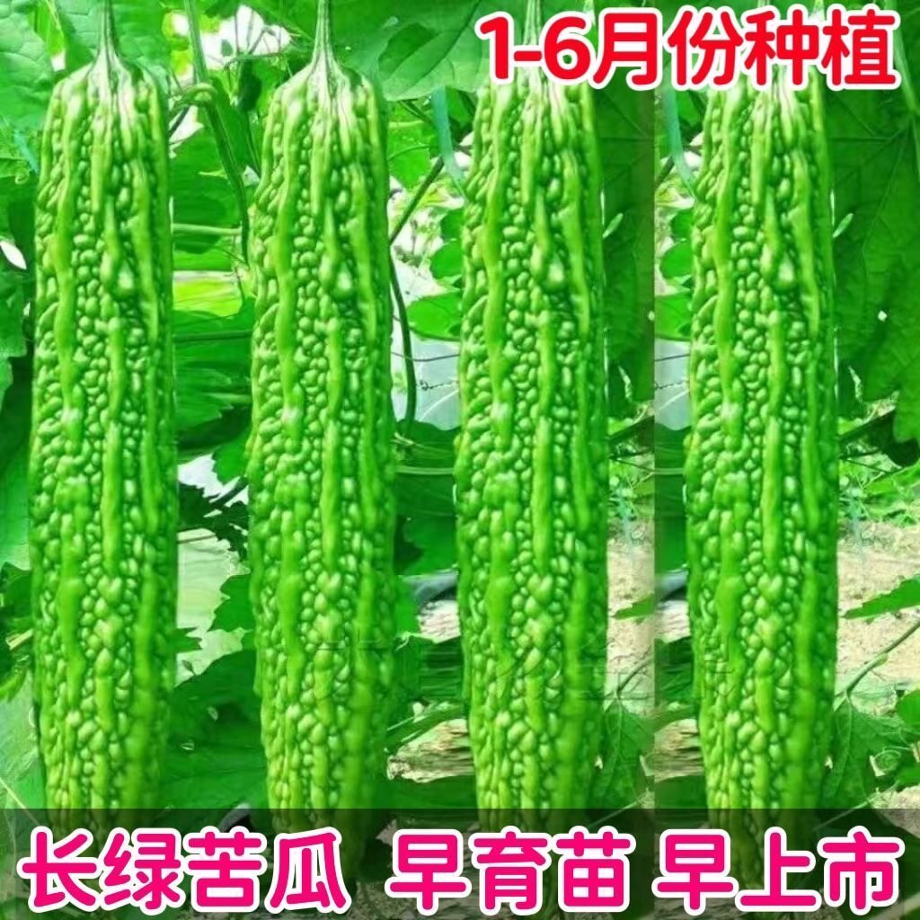 长绿苦瓜种子种籽疙瘩绿四季春季特大四季苦瓜农家蔬菜种子