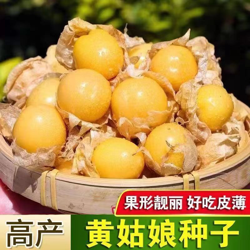 奶香多彩菇娘种子春季超甜大果图片