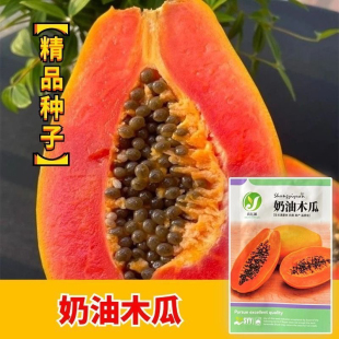 超好吃奶油木瓜种子冰糖红心大木瓜种籽皮薄肉红高产食用水果种子