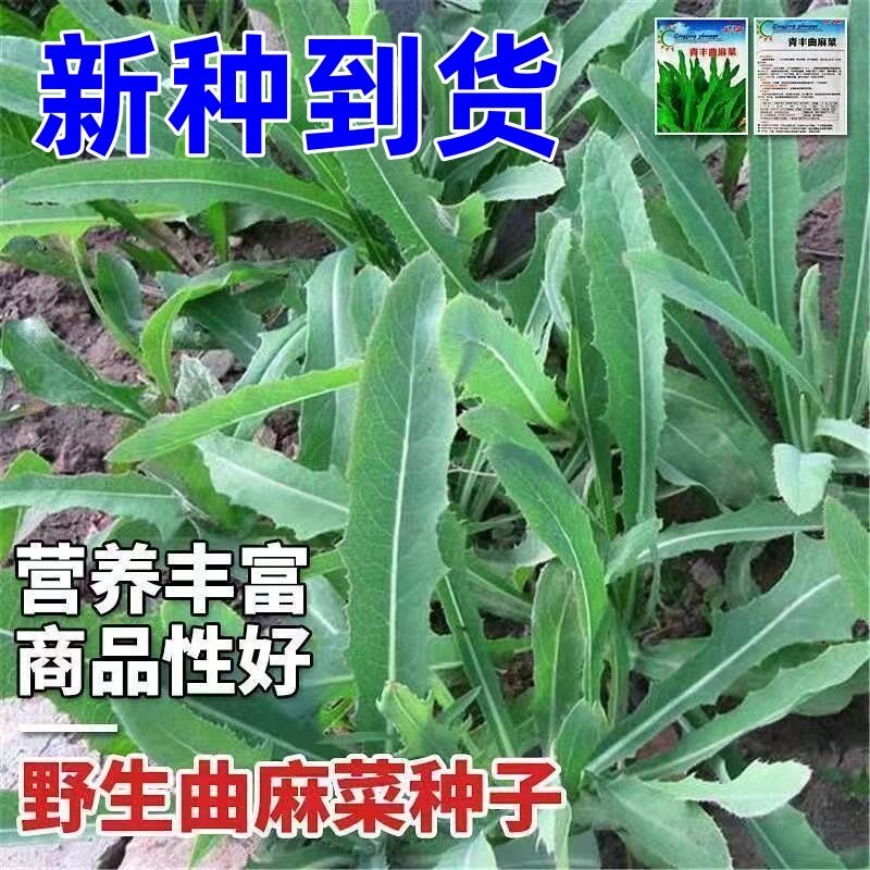 野生曲麻菜种子曲菜种子苦菜子苦葛麻曲麻菜四季播蔬菜种子可食用