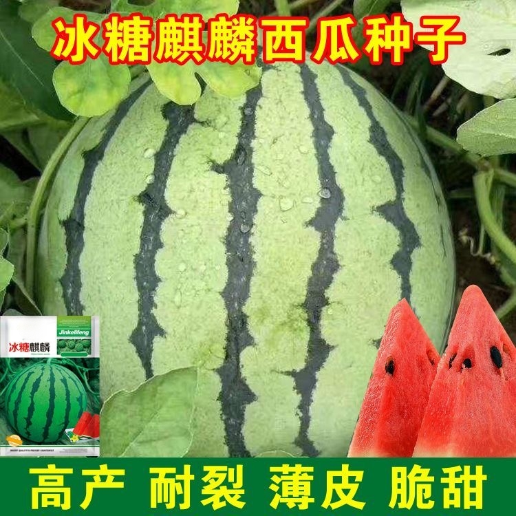 冰糖麒麟西瓜种子种籽子超甜大薄皮麒麟瓜高产瓜种稀爪南方水果籽