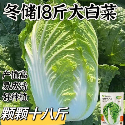 一年生大白菜种子亚洲秋播18斤