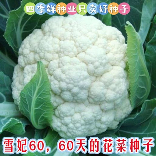 新品雪妃60花菜抗热有机花菜种子
