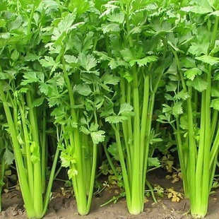 津南实芹种子香易种春秋农家菜园阳台盆栽蔬菜孑实茎心本芹菜种籽