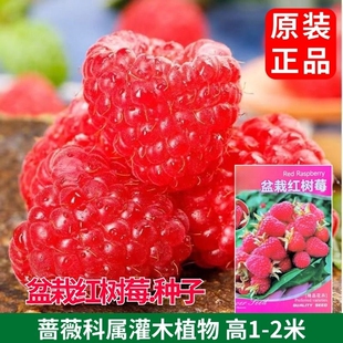 红树莓耐热耐冬耐冻覆盆子酸甜树莓室内阳台盆栽南方北方泡子水果