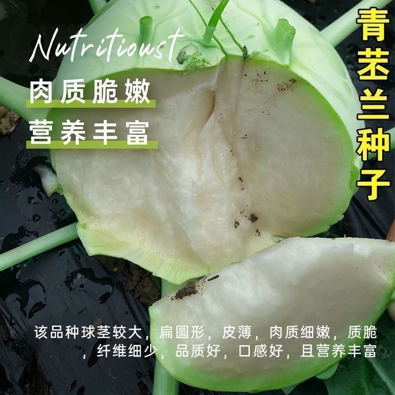 四季水果苤兰种子翠玉青苤蓝菜球有机皮兰菜蔬菜种子【今年新种】