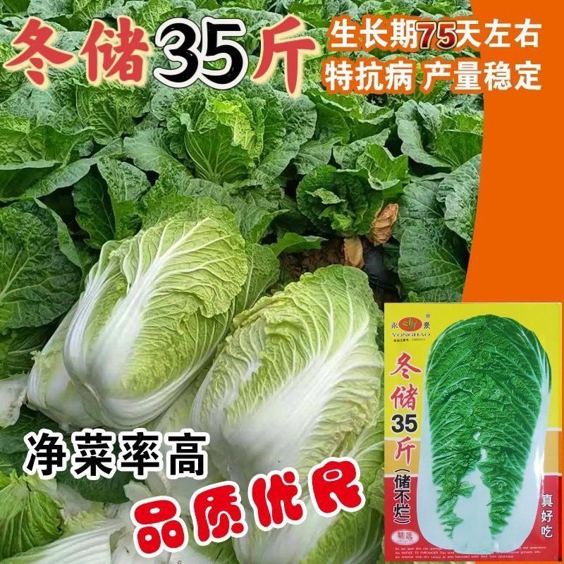 冬储35斤秋播大白菜种子东北高产特大北方耐寒耐储藏越冬白菜籽