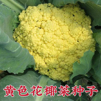美国金色花菜种子 黄色花椰菜 菜花种籽 稀有特色金黄色蔬菜品种