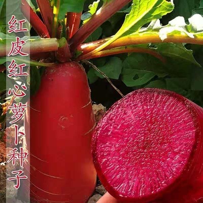 透心红水果萝卜种子沙窝甜脆型萝卜种籽红心红皮春秋四季蔬菜种子