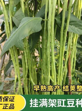 长豆角种子绿条挂满架豇豆翠绿色特长豆角种室内盆栽大棚蔬菜种子