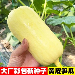 黄皮笋瓜种子黄角瓜种籽春季秋播正宗吊瓜黄皮笋瓜蔬菜种子