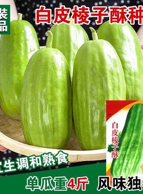 白皮棱子酥八棱脆瓜超大菜瓜种籽 阳台庭院春秋季黄河脆瓜种子孑