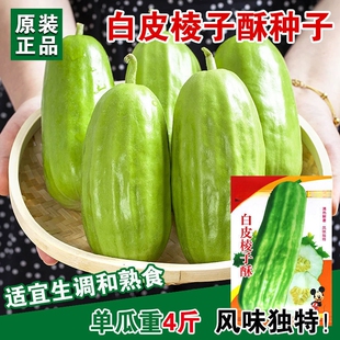 白皮棱子酥八棱脆瓜超大菜瓜种籽 阳台庭院春秋季黄河脆瓜种子孑