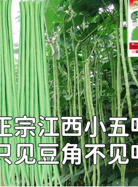 江西小五叶干枝梅特长豆角