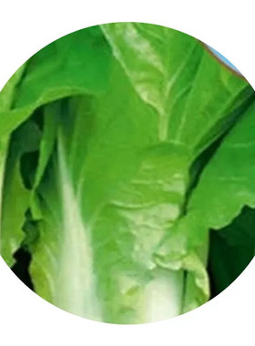 早生快菜种子黄金小白菜籽