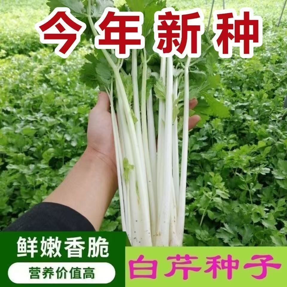 四季白香芹种子白杆香芹耐热耐寒高产庭院盆栽白芹菜新鲜薄皮芹