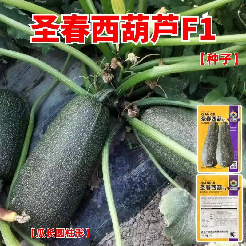 正宗圣春西葫芦种子老品种西葫芦大西葫瓜籽抗病毒新品种蔬菜种籽