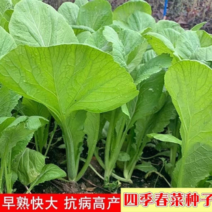 蔬菜种子大叶春菜种子 老品种春芥菜种子 菜籽蔬菜种子 四季春菜