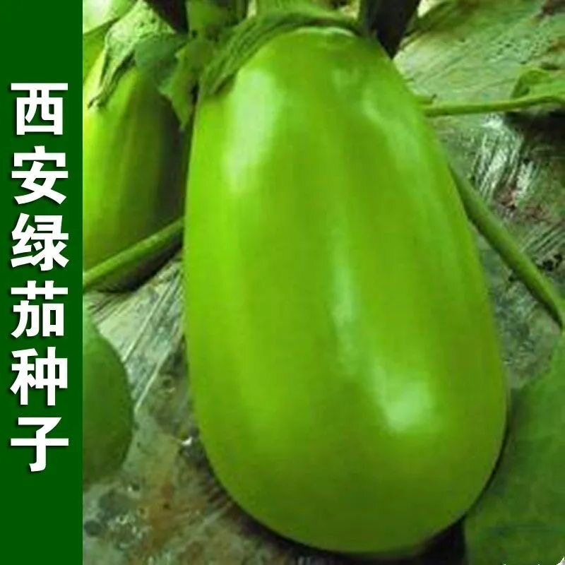 春秋播西安绿茄子种子青茄绿茄绿皮茄子青皮茄子籽圆茄子蔬菜种子