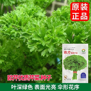 欧芹种子菜种籽荷兰芹法香意大利番西香料香草蔬菜调味西餐厅配菜