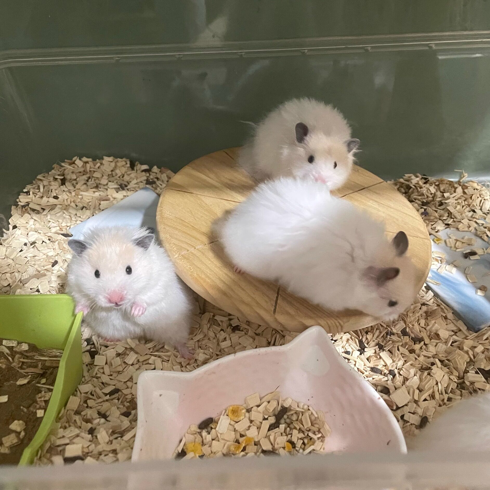 家养仓鼠金丝熊活体蜜波利黑波利宠物小动物幼崽纯种稀有小宠包邮