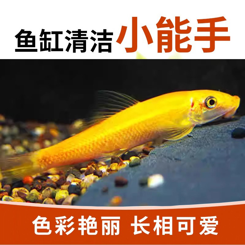 清洁鱼金苔鼠鱼清道夫鼠鱼淡水鱼缸清洁除藻清理鱼缸垃圾鱼热带鱼