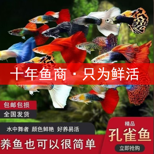 孔雀鱼纯种活体热带观赏鱼斑马鱼灯科鱼凤尾鱼金鱼苗淡水新手好养