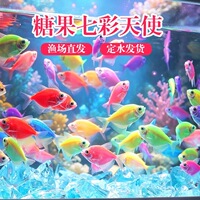 天使鱼观赏鱼不褪色群游懒人小型淡水好养孔雀鱼金鱼斑马鱼鱼苗