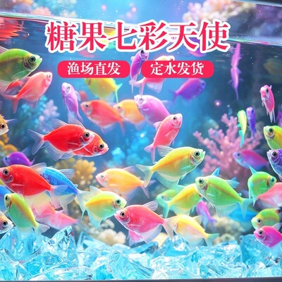 天使鱼观赏鱼不褪色群游懒人小型淡水好养孔雀鱼金鱼斑马鱼鱼苗