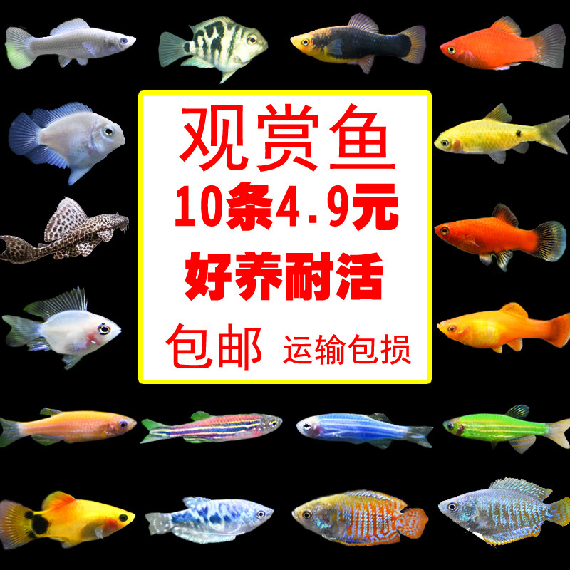 zebra Fish lantern Scavenger living thing Traffic lights Guppy freshwater small-scale Tropical Ornamental fish living thingin the Pet/Pet food and supplies , Aqua World , Fish  category - from Buy2taobao.com to provide professional Taobao agent buy service