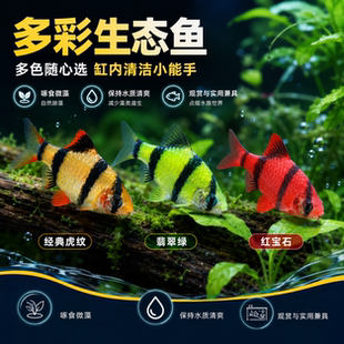 四间虎皮鱼红虎皮绿虎皮热带鱼小型淡水好养群游宠物鱼活体不褪色