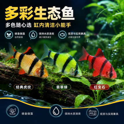 四间虎皮鱼红虎皮绿虎皮热带鱼小型淡水好养群游宠物鱼活体不褪色