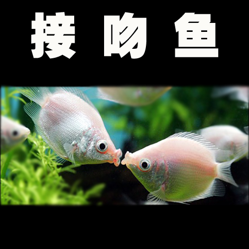 接吻親嘴魚好養熱帶魚