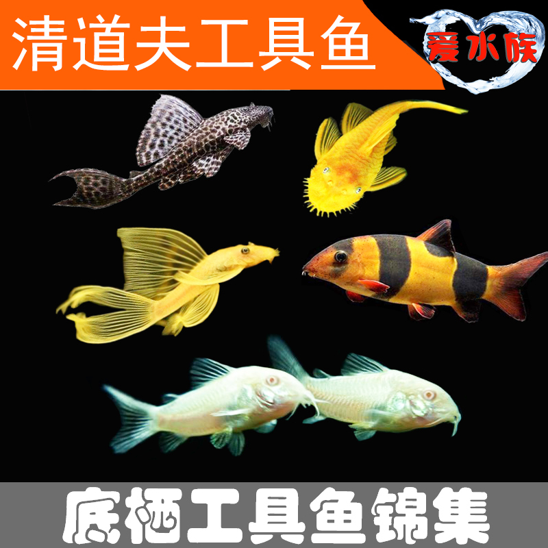 清道夫鱼胡子大帆鱼底栖除藻工具鱼鼠鱼清垃圾鱼异型鱼包邮