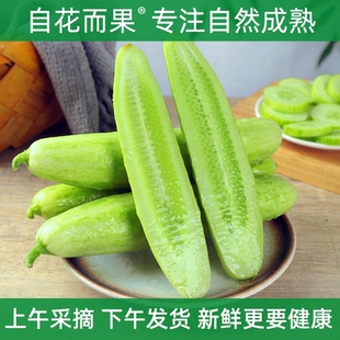 海阳白玉黄瓜新鲜甜脆口孕妇水果自然成熟当天采摘礼盒装 包邮
