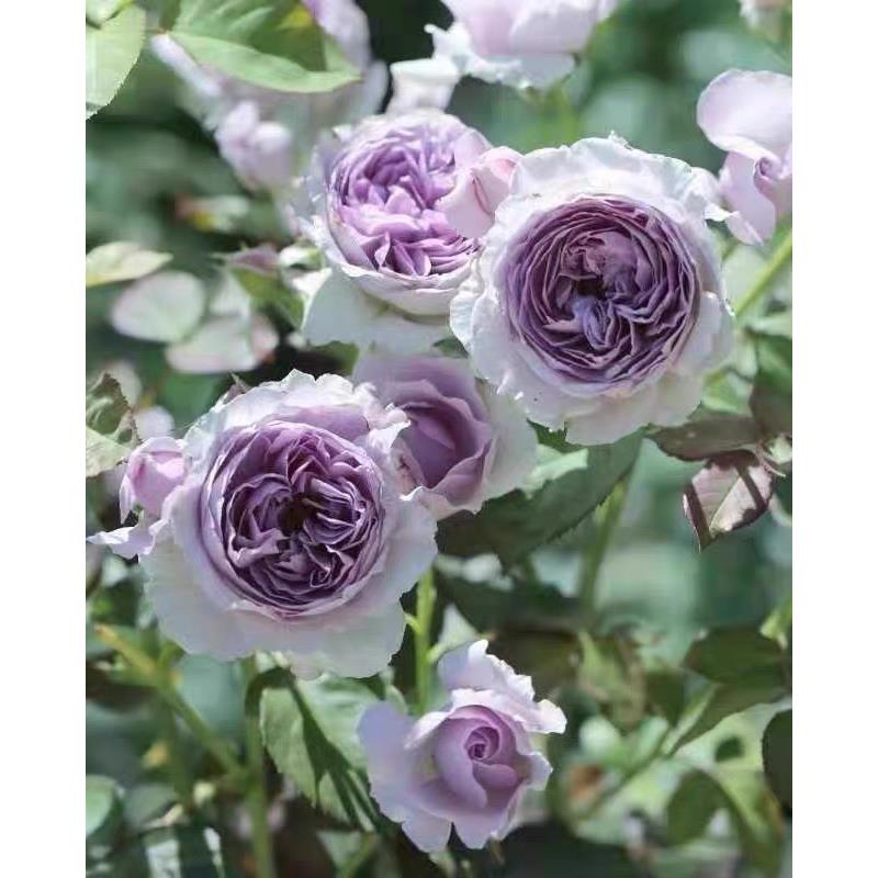 丽啦月季扦插小苗灌木盆栽花卉美观玫瑰浓香中苗多头新品庭院植物