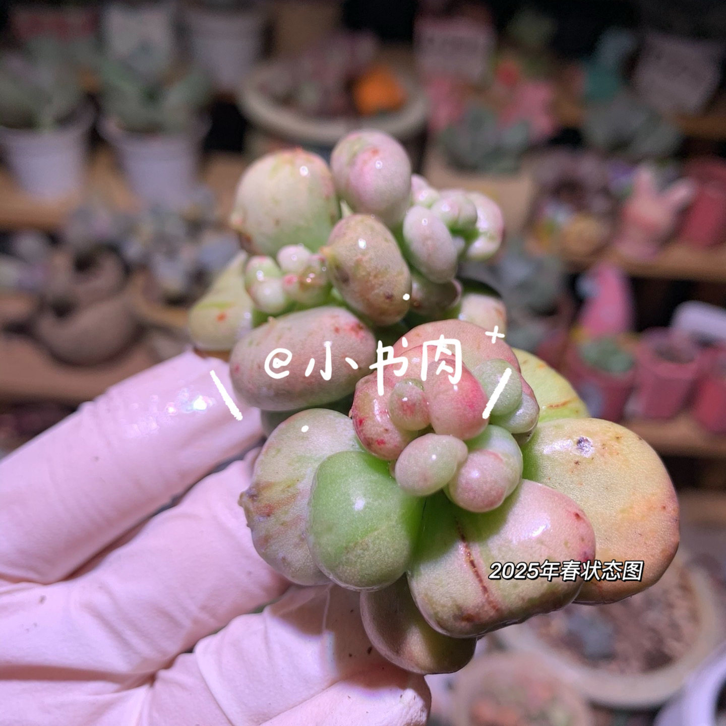 油煎奶酪韩国油炸丸子多肉正版老多肉植物