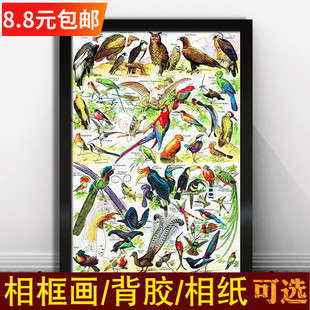 动植物图鉴海报博物馆科普百科远古生物木框装饰挂图大象鳄鱼壁画