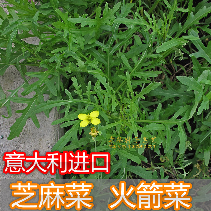 沙拉菜种子盆栽蔬菜西餐常用蔬菜图片
